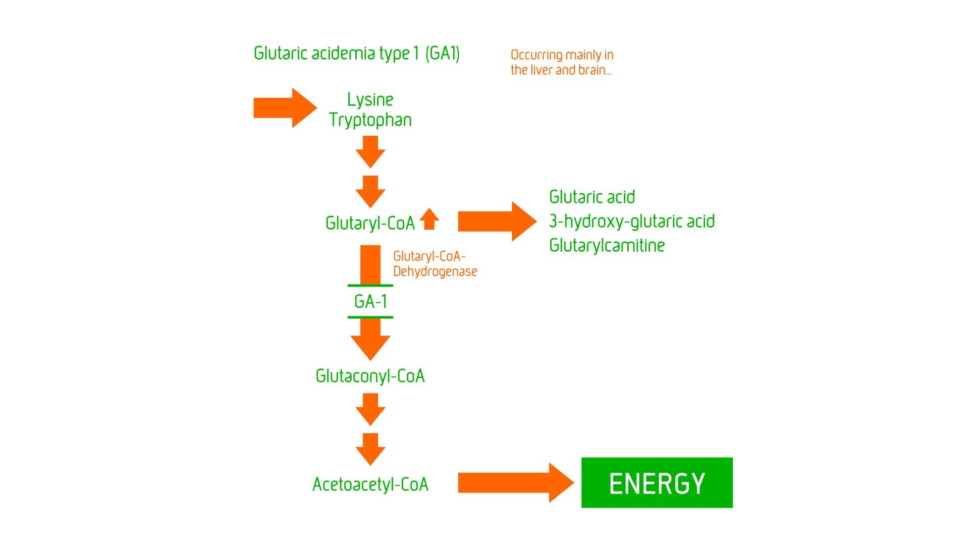 Glutaric Aciduria Type 1 (GA1)